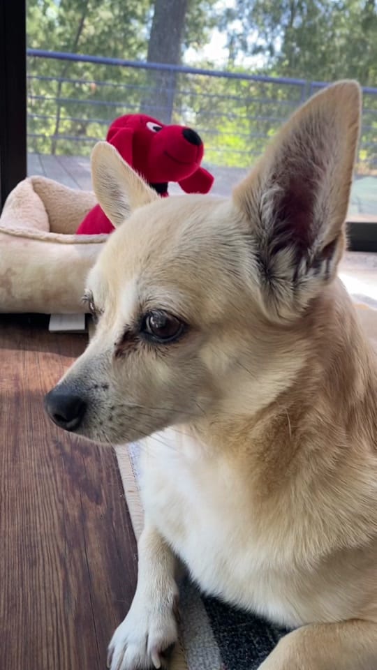 Post 2 by Rico Chihuahua on TikTok (video)