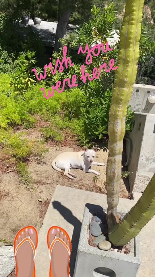 Post 4 by Rico Chihuahua on TikTok (video)
