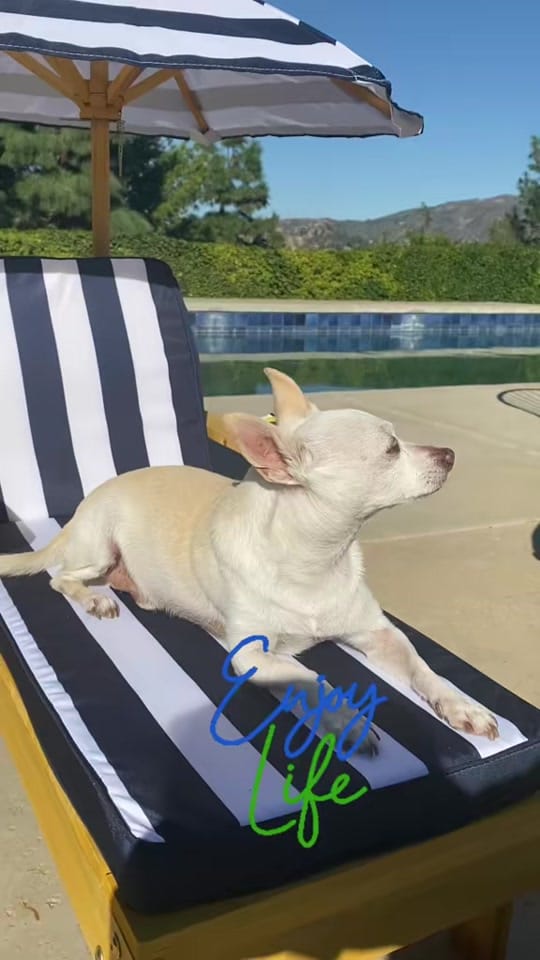 Post 6 by Rico Chihuahua on TikTok (video)