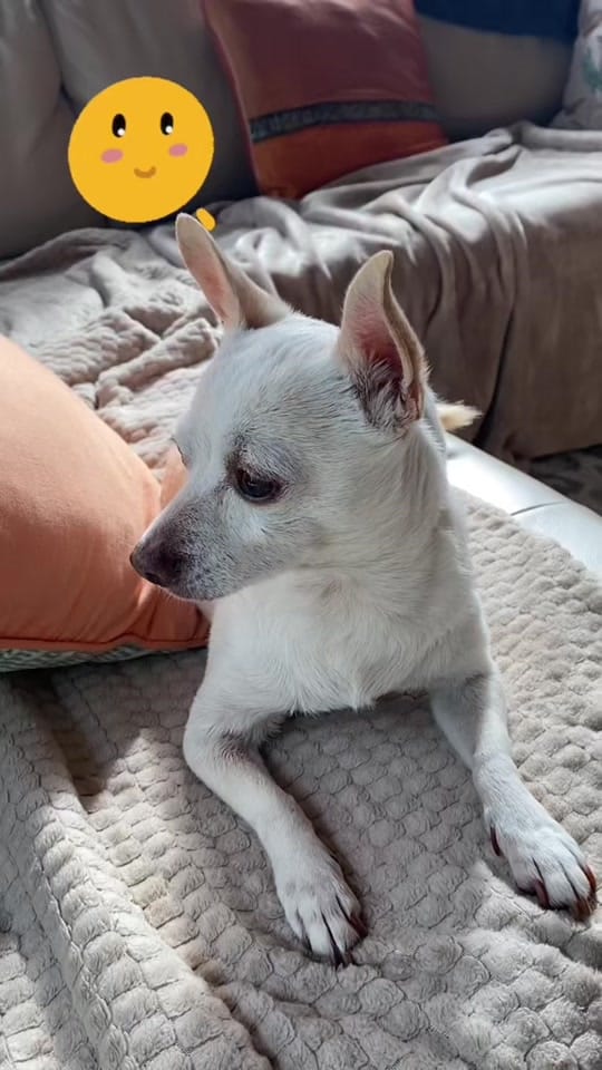 Post 1 by Rico Chihuahua on TikTok (video)
