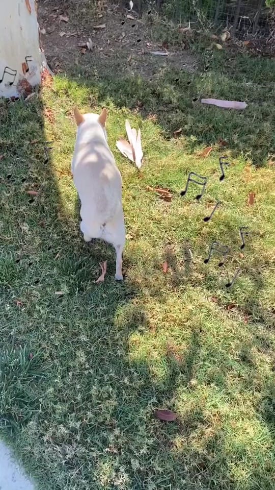 Post 7 by Rico Chihuahua on TikTok (video)
