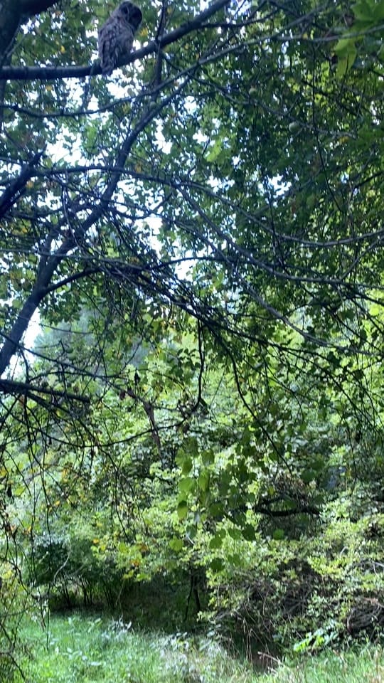 Post 3 by Nate on TikTok (video)