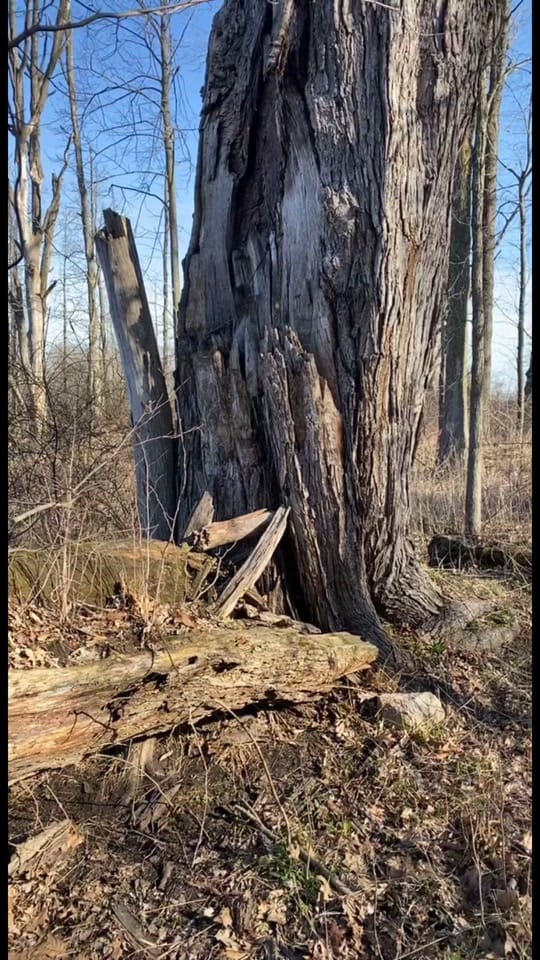 Post 5 by Nate on TikTok (video)