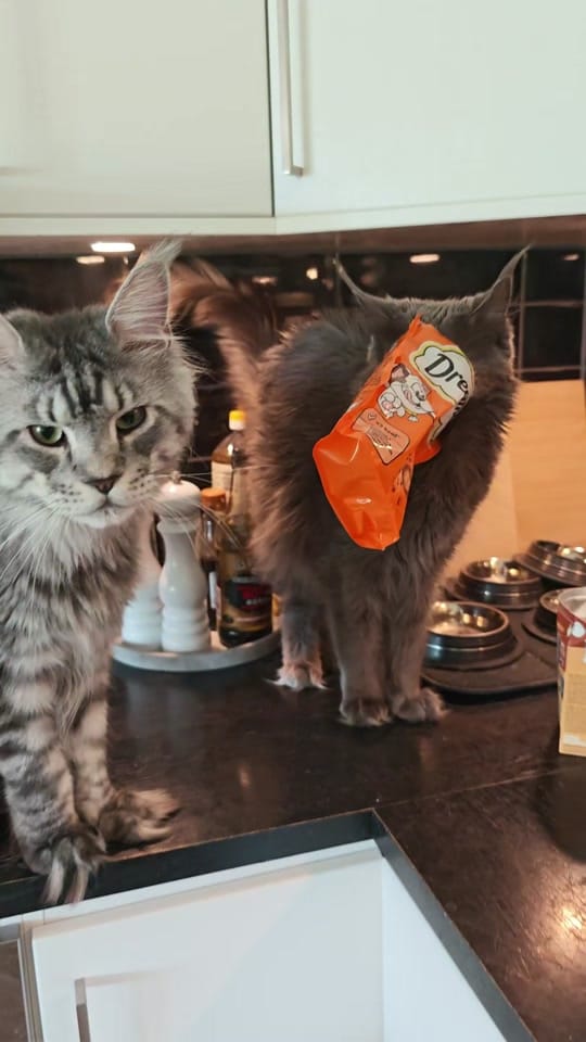 Post 1 by Maine Coon Adventures on TikTok (video)