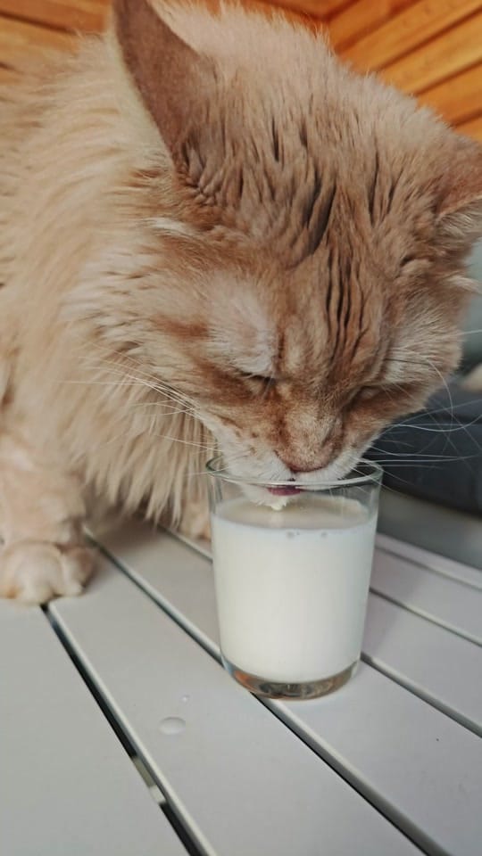 Post 7 by Maine Coon Adventures on TikTok (video)