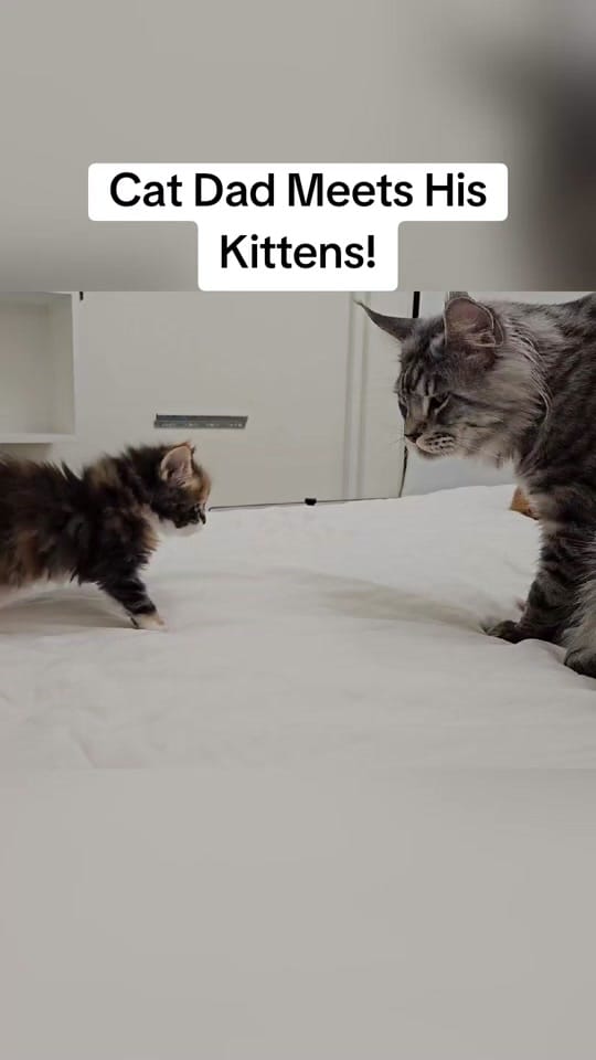 Post 9 by Maine Coon Adventures on TikTok (video)