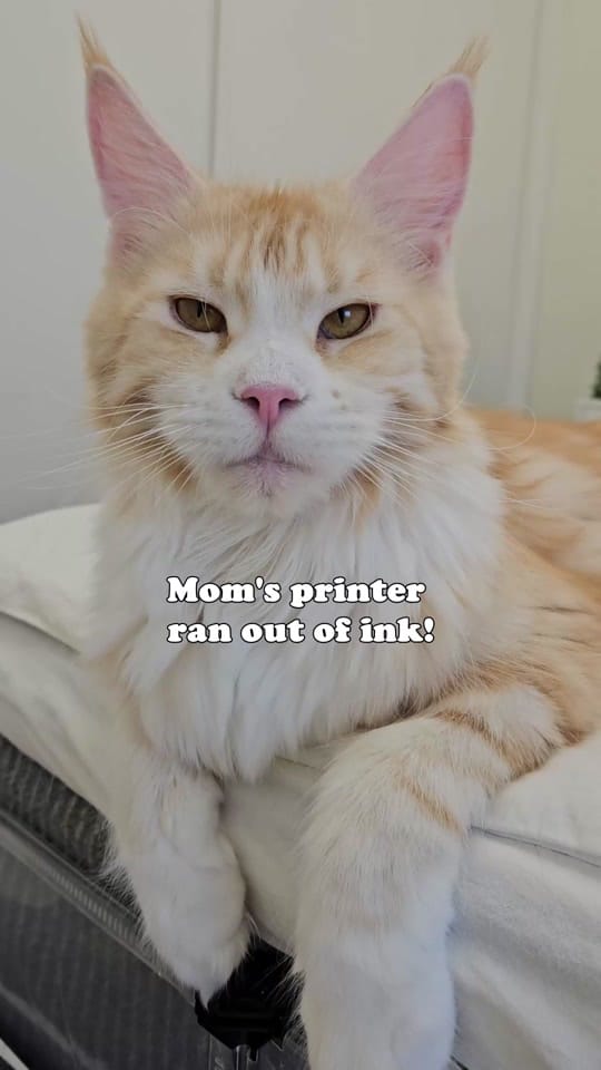 Post 8 by Maine Coon Adventures on TikTok (video)