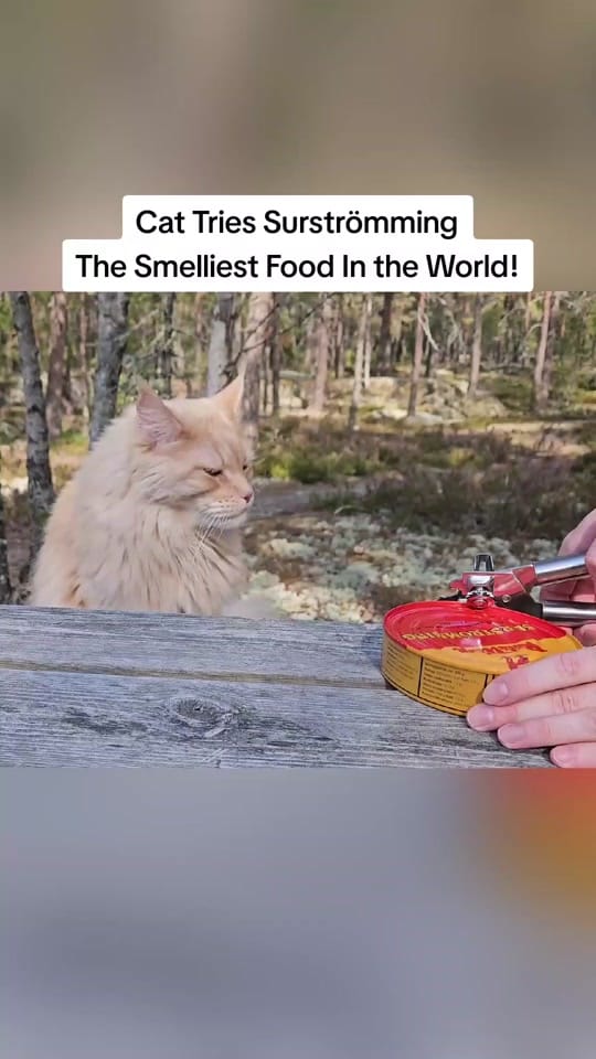 Post 10 by Maine Coon Adventures on TikTok (video)