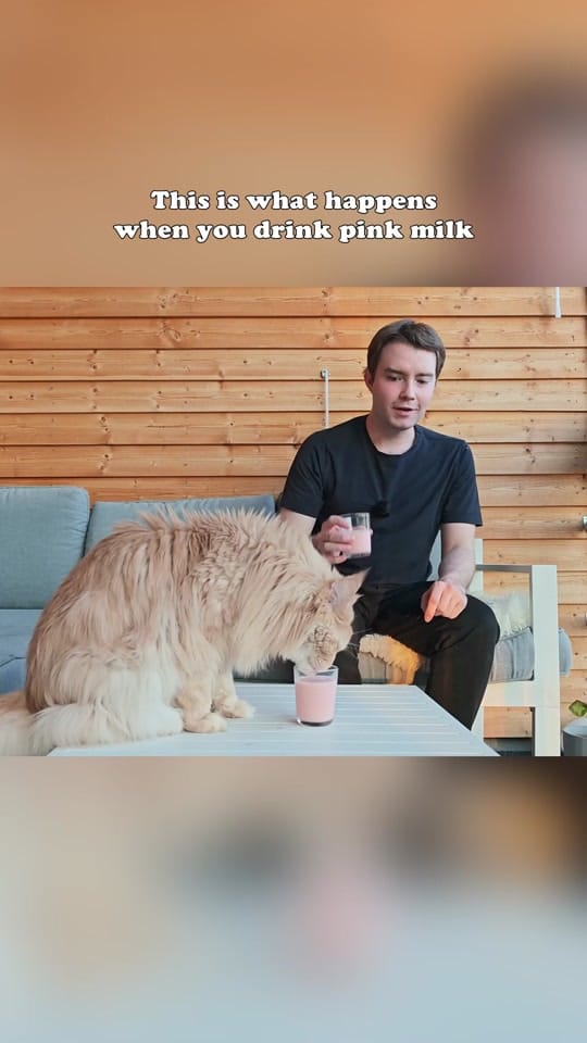 Post 4 by Maine Coon Adventures on TikTok (video)