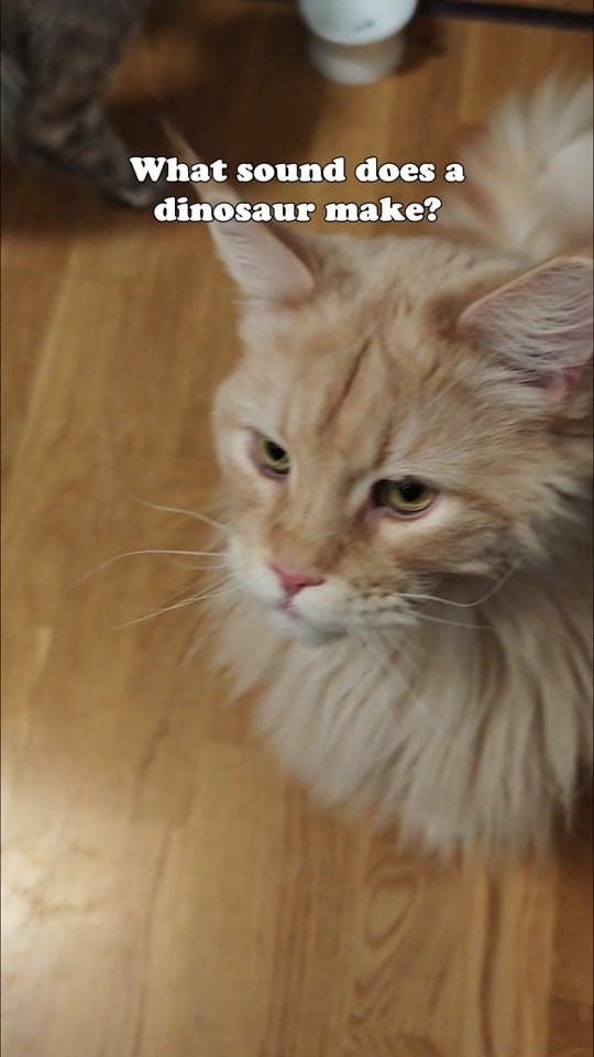 Post 5 by Maine Coon Adventures on TikTok (video)