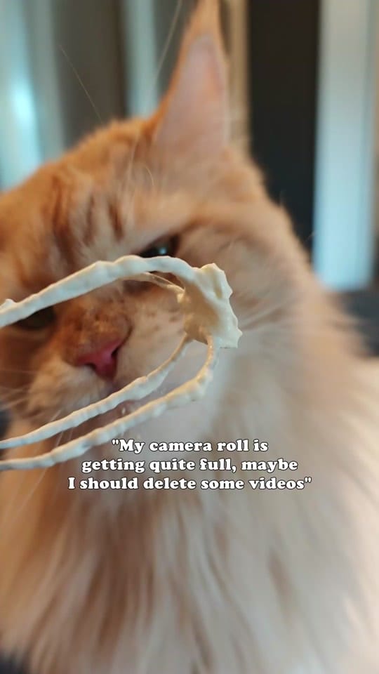 Post 6 by Maine Coon Adventures on TikTok (video)