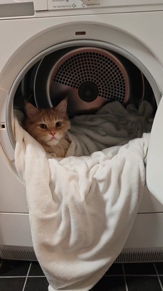 Post 2 by Maine Coon Adventures on TikTok (video)