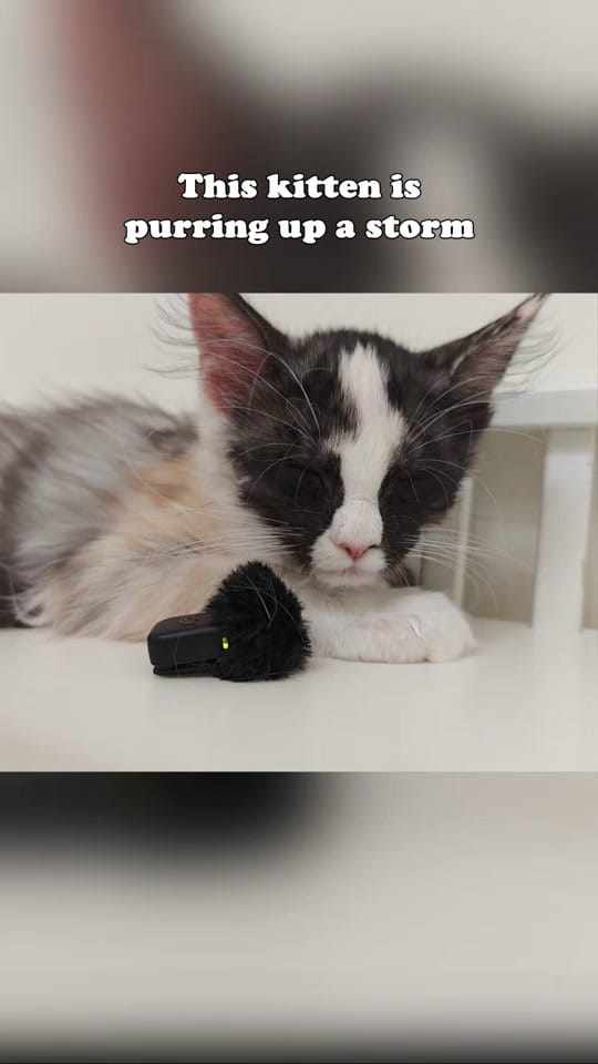 Post 3 by Maine Coon Adventures on TikTok (video)