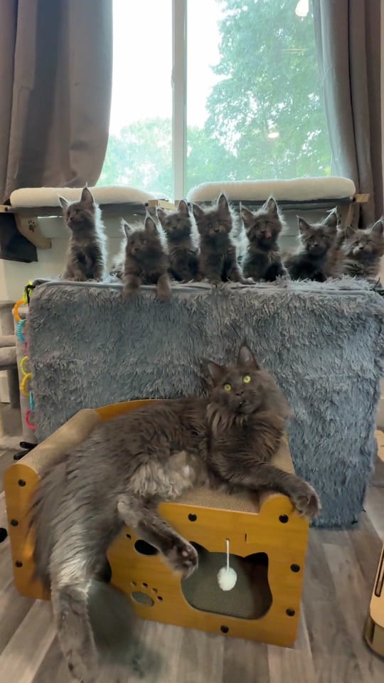 Post 10 by AubsMaineCoons_Cats&Kittens on TikTok (video)