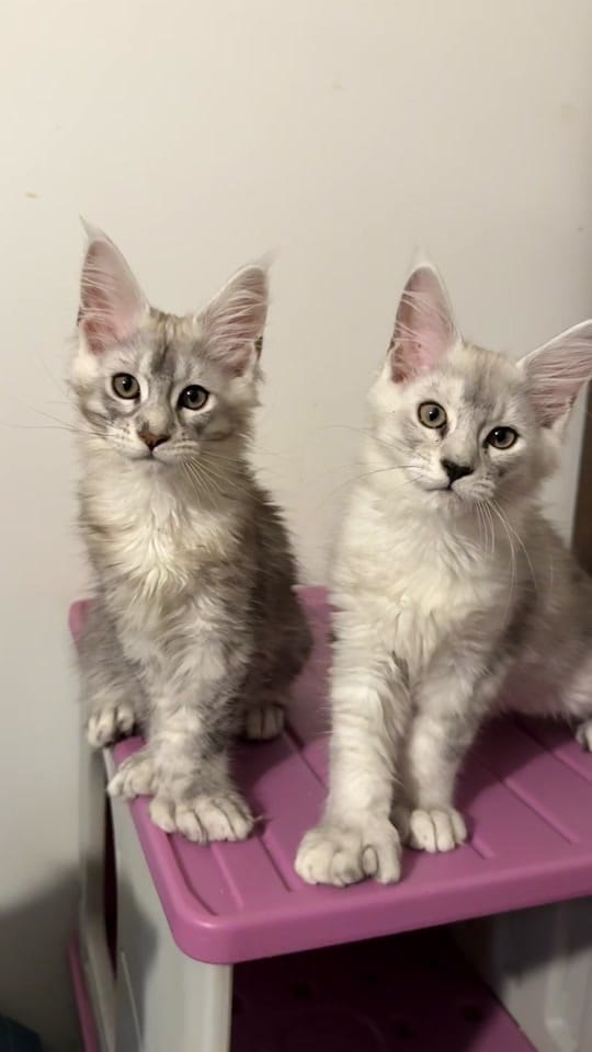 Post 1 by AubsMaineCoons_Cats&Kittens on TikTok (video)