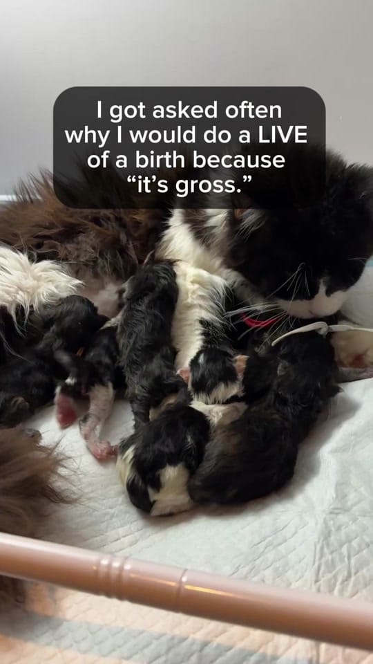 Post 9 by AubsMaineCoons_Cats&Kittens on TikTok (video)