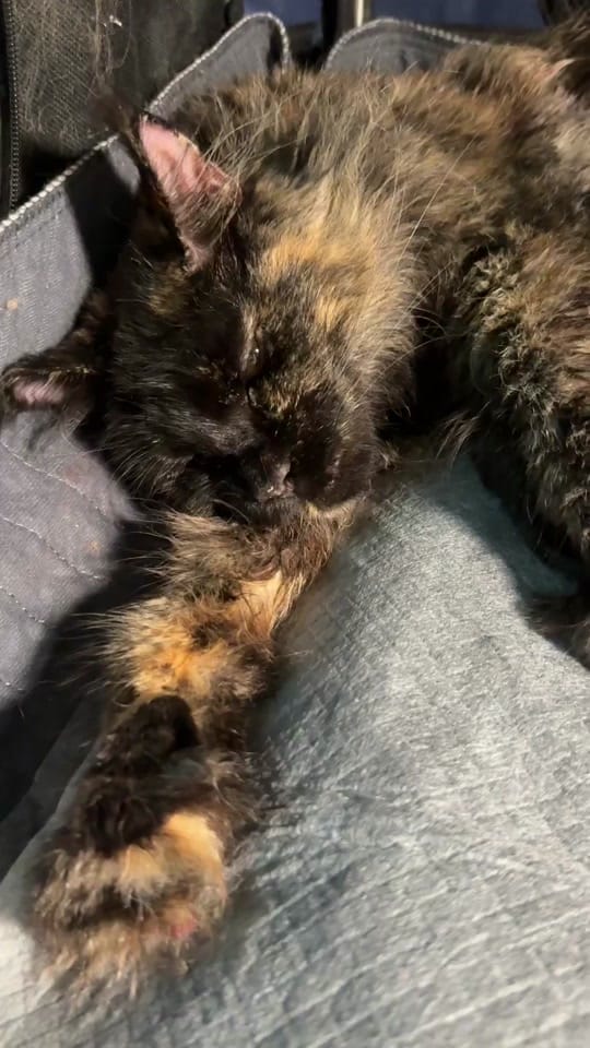 Post 3 by AubsMaineCoons_Cats&Kittens on TikTok (video)