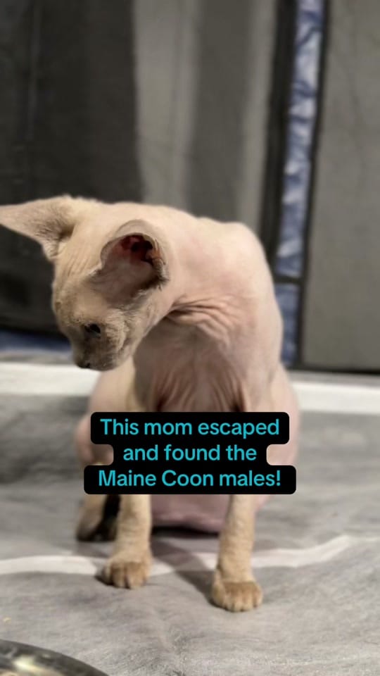 Post 8 by AubsMaineCoons_Cats&Kittens on TikTok (video)