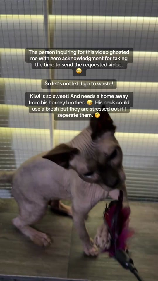 Post 6 by AubsMaineCoons_Cats&Kittens on TikTok (video)