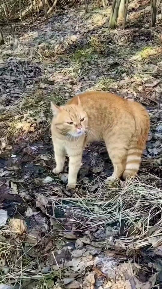 Post 10 by Jetmir  Faqolli on TikTok (video)