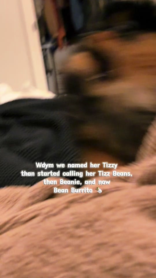Post 2 by Rotties&Poms&Pitties on TikTok (video)