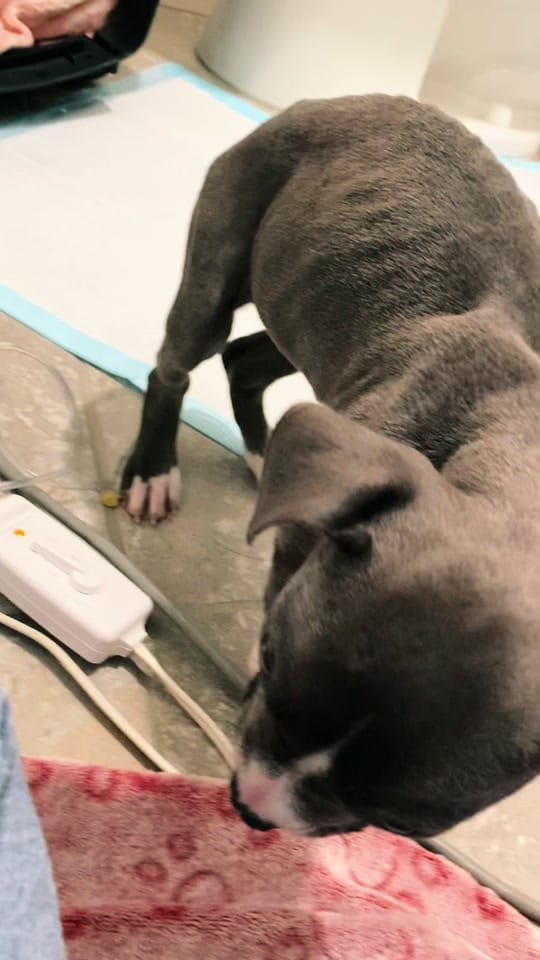 Post 6 by Rotties&Poms&Pitties on TikTok (video)