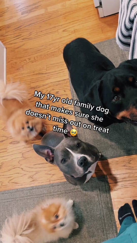 Post 8 by Rotties&Poms&Pitties on TikTok (video)
