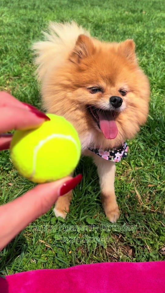 Post 4 by Rotties&Poms&Pitties on TikTok (video)