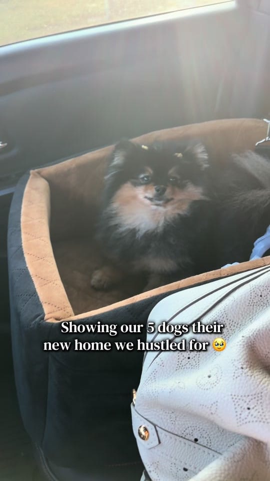 Post 1 by Rotties&Poms&Pitties on TikTok (video)