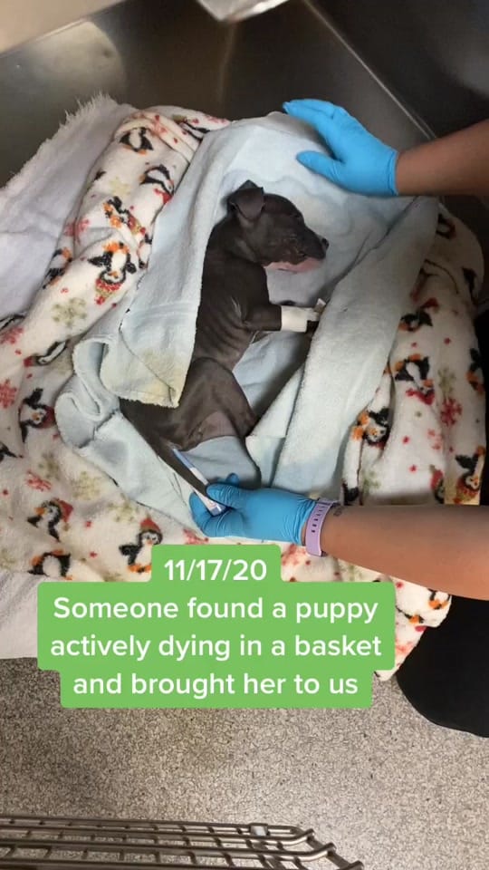 Post 10 by Rotties&Poms&Pitties on TikTok (video)