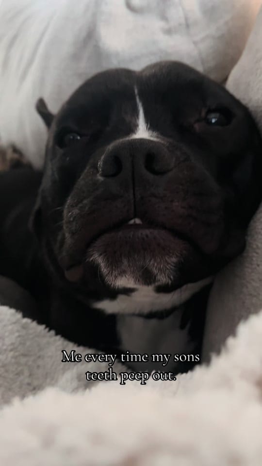 Post 3 by Rotties&Poms&Pitties on TikTok (video)