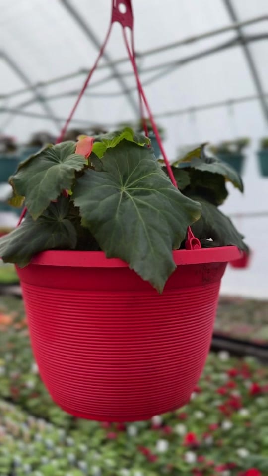 Post 7 by Faith Greenhouses 🪴 on TikTok (video)