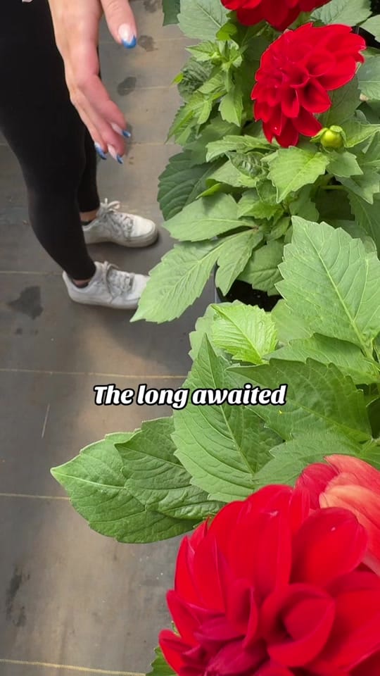 Post 3 by Faith Greenhouses 🪴 on TikTok (video)