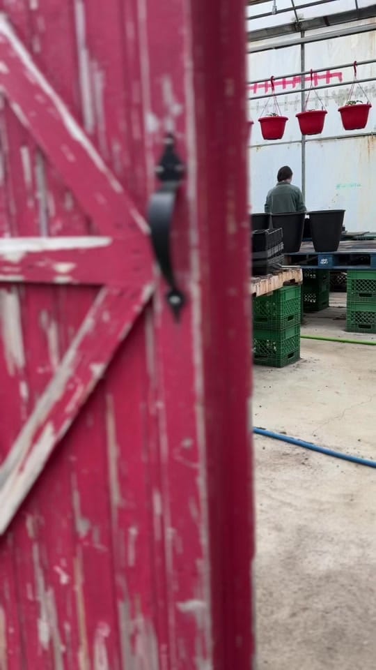 Post 6 by Faith Greenhouses 🪴 on TikTok (video)