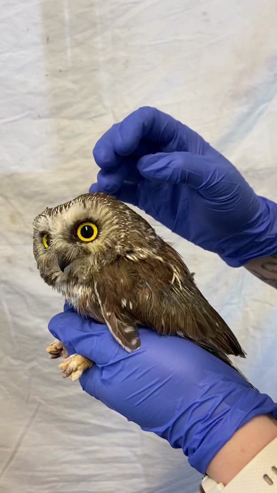 Post 9 by CalgaryWildlife on TikTok (video)