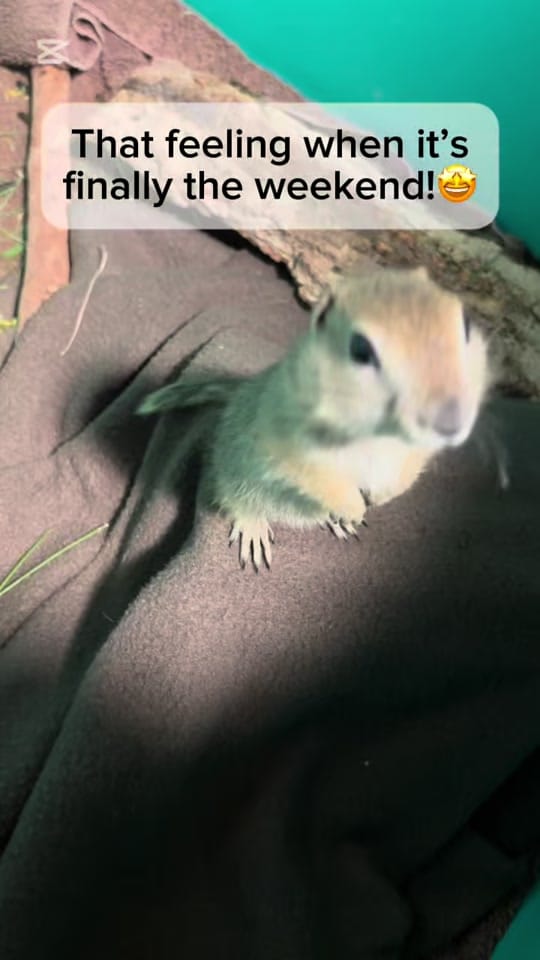 Post 1 by CalgaryWildlife on TikTok (video)
