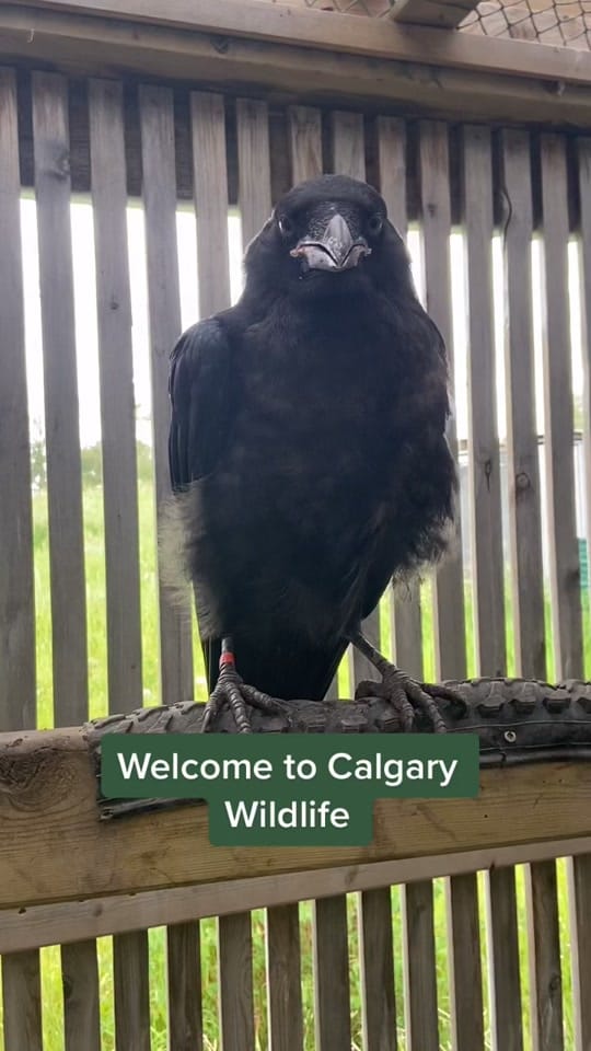 Post 10 by CalgaryWildlife on TikTok (video)