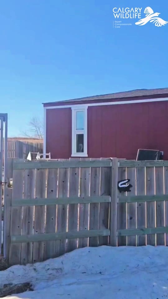 Post 7 by CalgaryWildlife on TikTok (video)