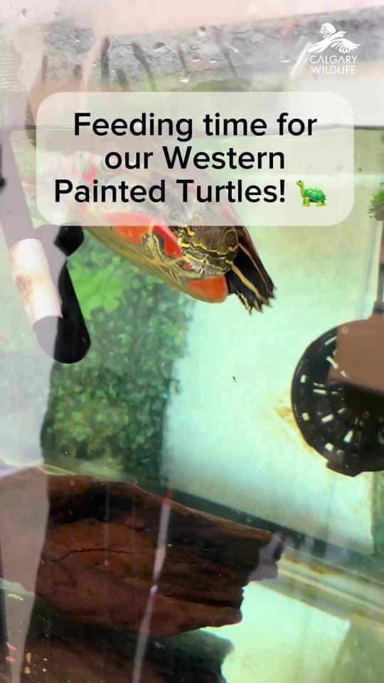 Post 2 by CalgaryWildlife on TikTok (video)