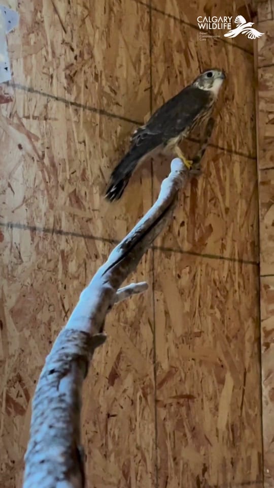 Post 4 by CalgaryWildlife on TikTok (video)