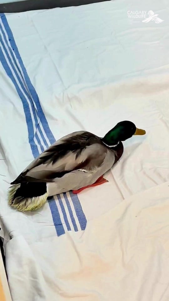 Post 6 by CalgaryWildlife on TikTok (video)