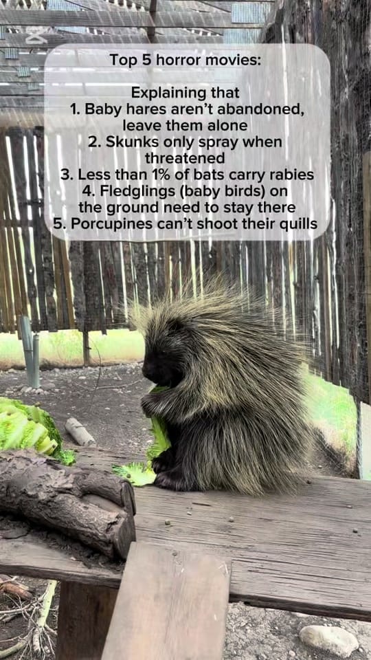 Post 3 by CalgaryWildlife on TikTok (video)