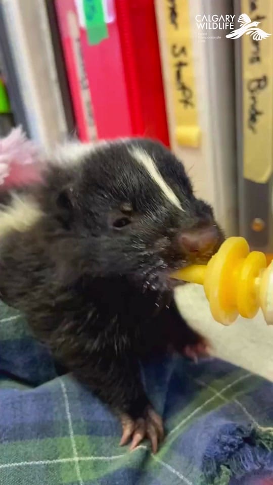 Post 5 by CalgaryWildlife on TikTok (video)
