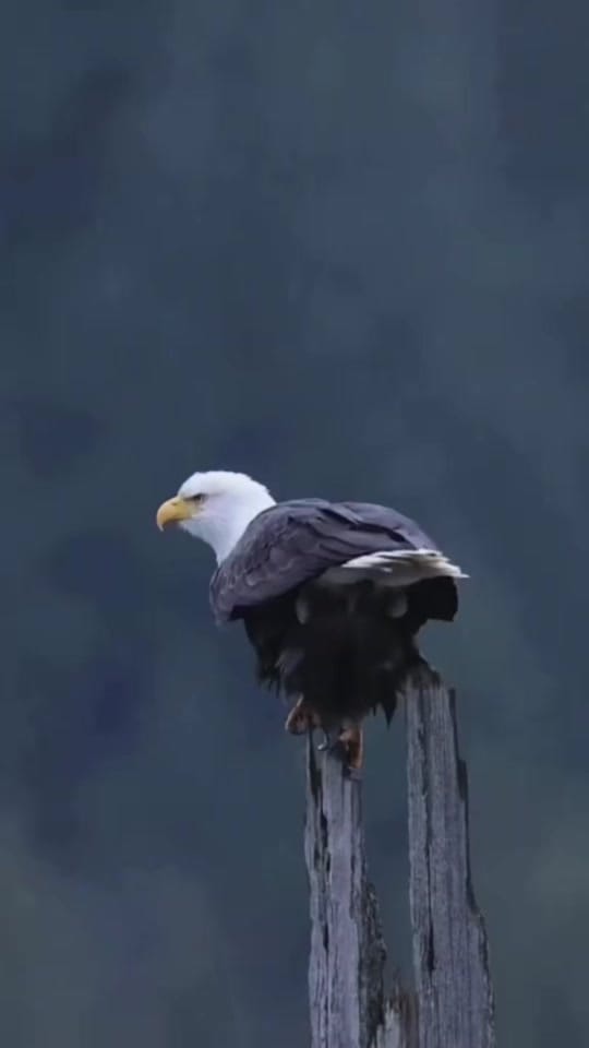 Post 8 by bowlofquesodip on TikTok (video)