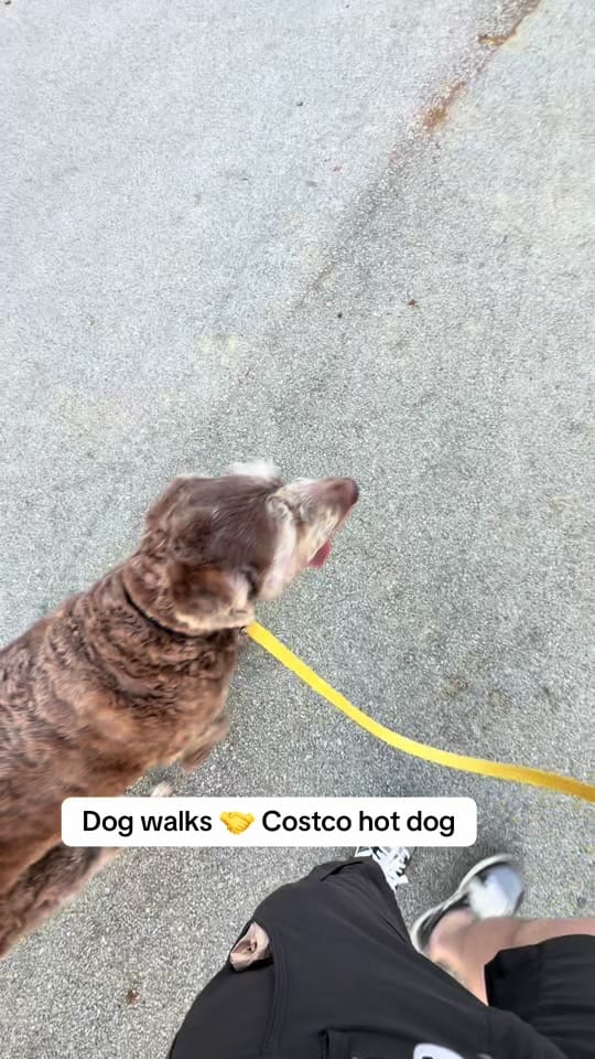 Post 1 by bowlofquesodip on TikTok (video)