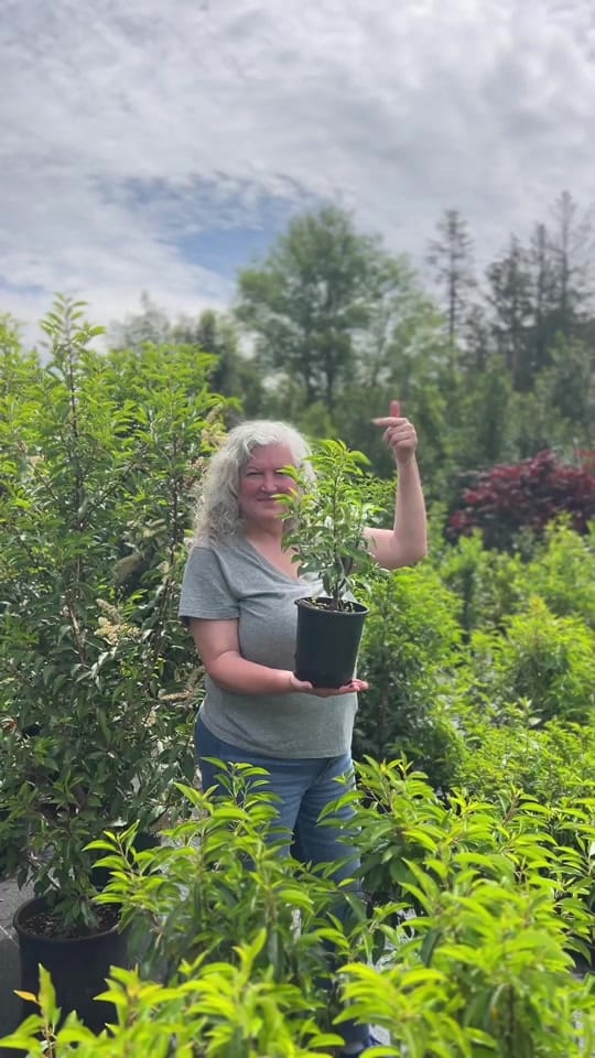 Post 5 by Art’s Nursery on TikTok (video)