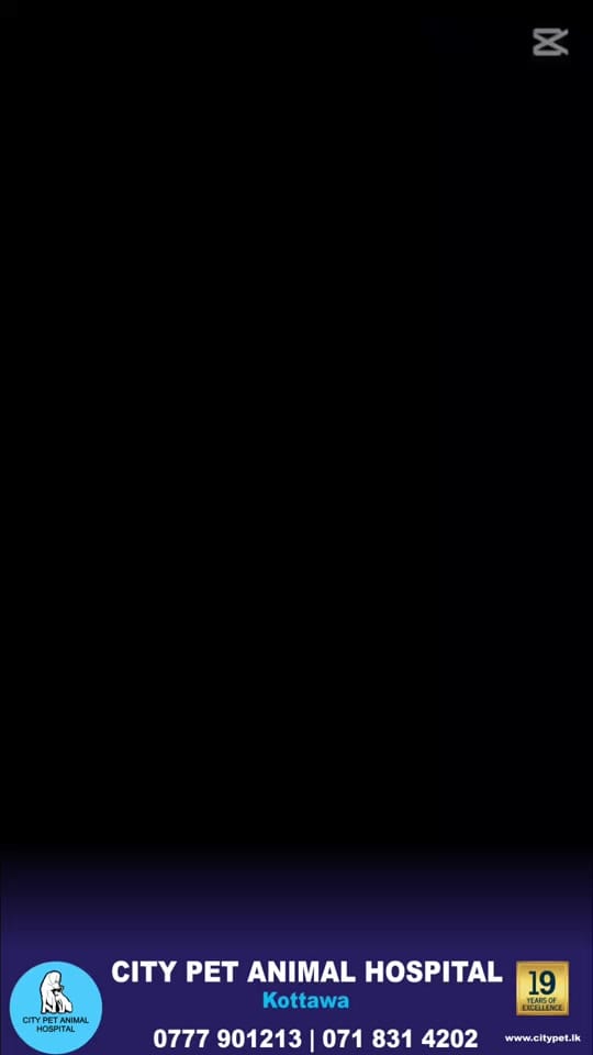 Post 6 by citypetkottwa on TikTok (video)