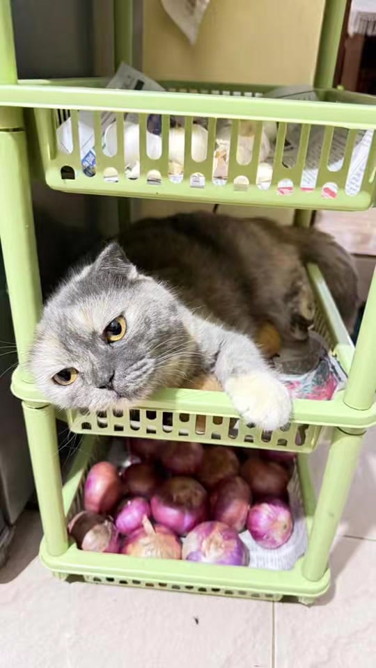 Post 5 by citypetkottwa on TikTok (video)