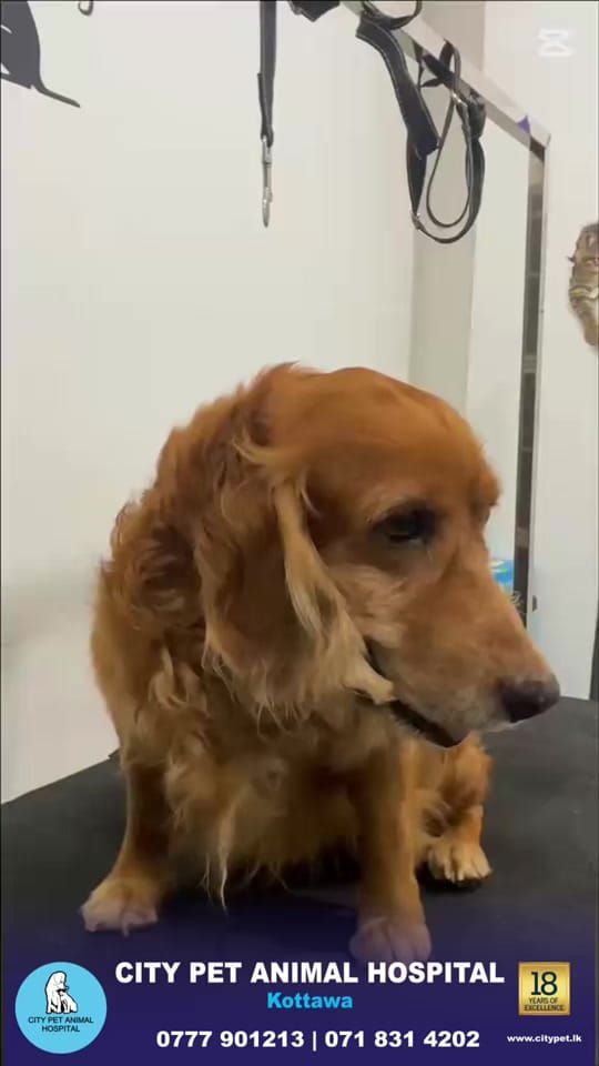 Post 7 by citypetkottwa on TikTok (video)
