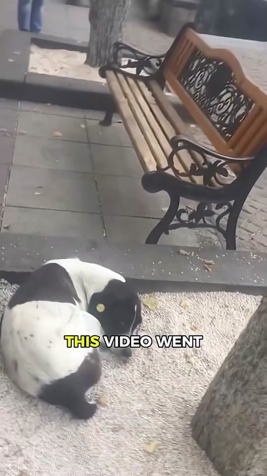 Post 5 by LaughCG on TikTok (video)